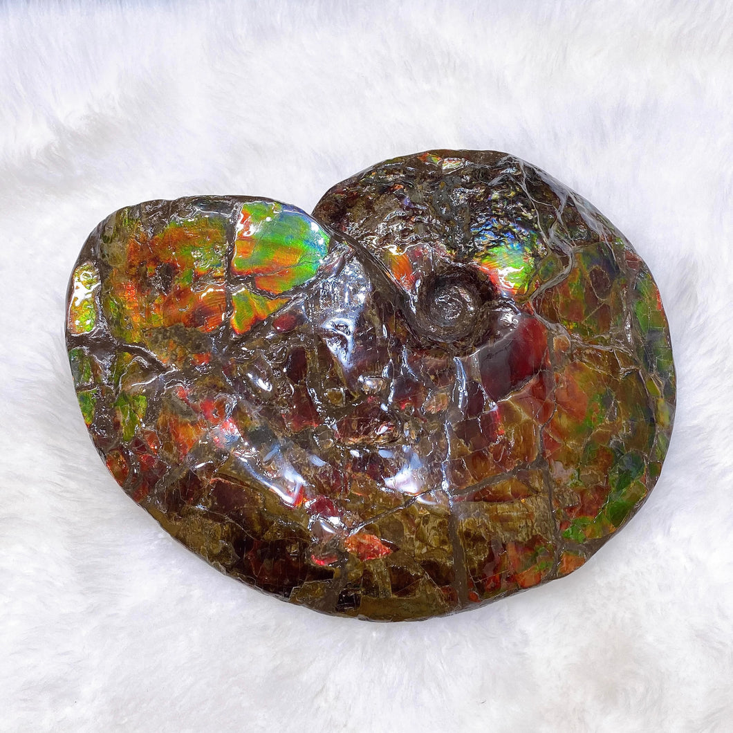 Canadian Ammonite Full Fossil Placenticeras sp. Ammolite AMLF2252
