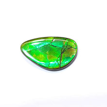 Load image into Gallery viewer, Freeform Ammolite FNA22142
