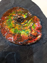 Load image into Gallery viewer, Canadian Ammonite Placenticeras intercalare on Matrix - ALF1519U16
