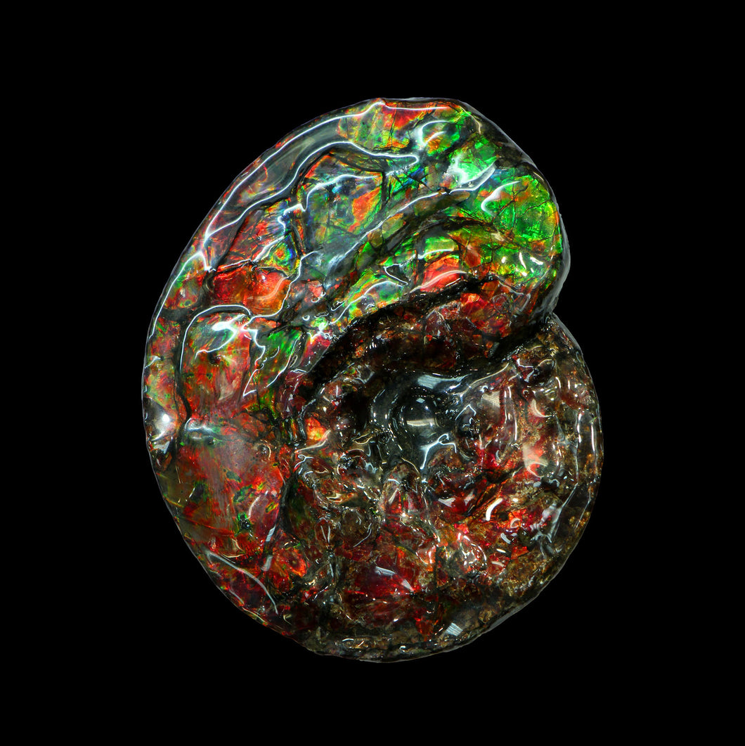 Canadian Fossil Ammonite 004