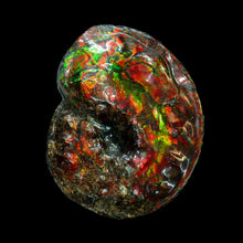 Load image into Gallery viewer, Canadian Fossil Ammonite 004

