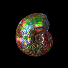 Load image into Gallery viewer, AMLE2015005
