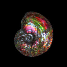 Load image into Gallery viewer, AMLE2015005
