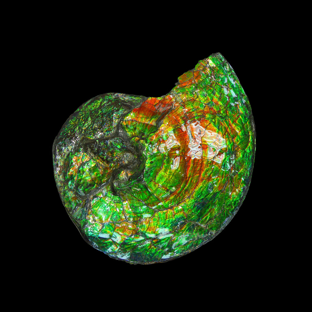 Canadian Ammonite 013