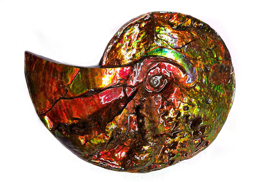 Canadian Ammonite Full Fossil Placenticeras sp. Ammolite AMLF2231