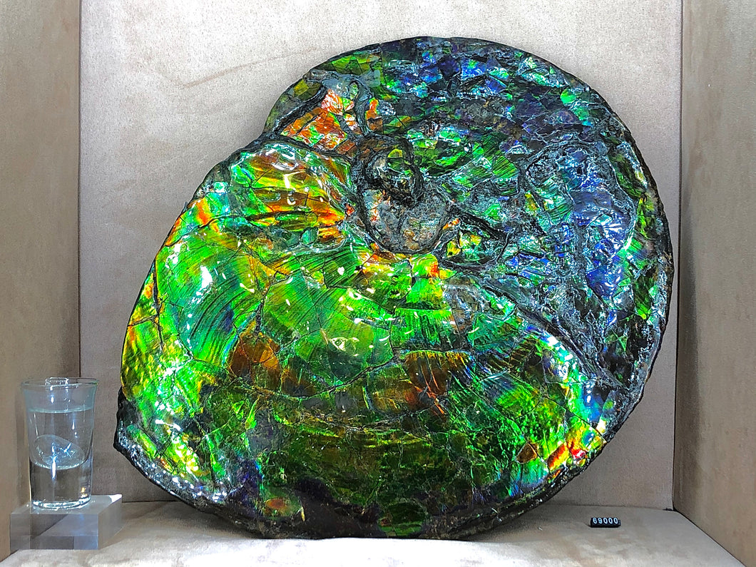ALFF03 Canadian Ammonite Full Fossil Placenticeras sp.