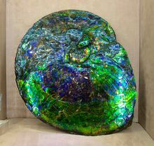 Load image into Gallery viewer, ALFF03 Canadian Ammonite Full Fossil Placenticeras sp.
