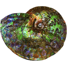 Load image into Gallery viewer, Z-AMLF2229
